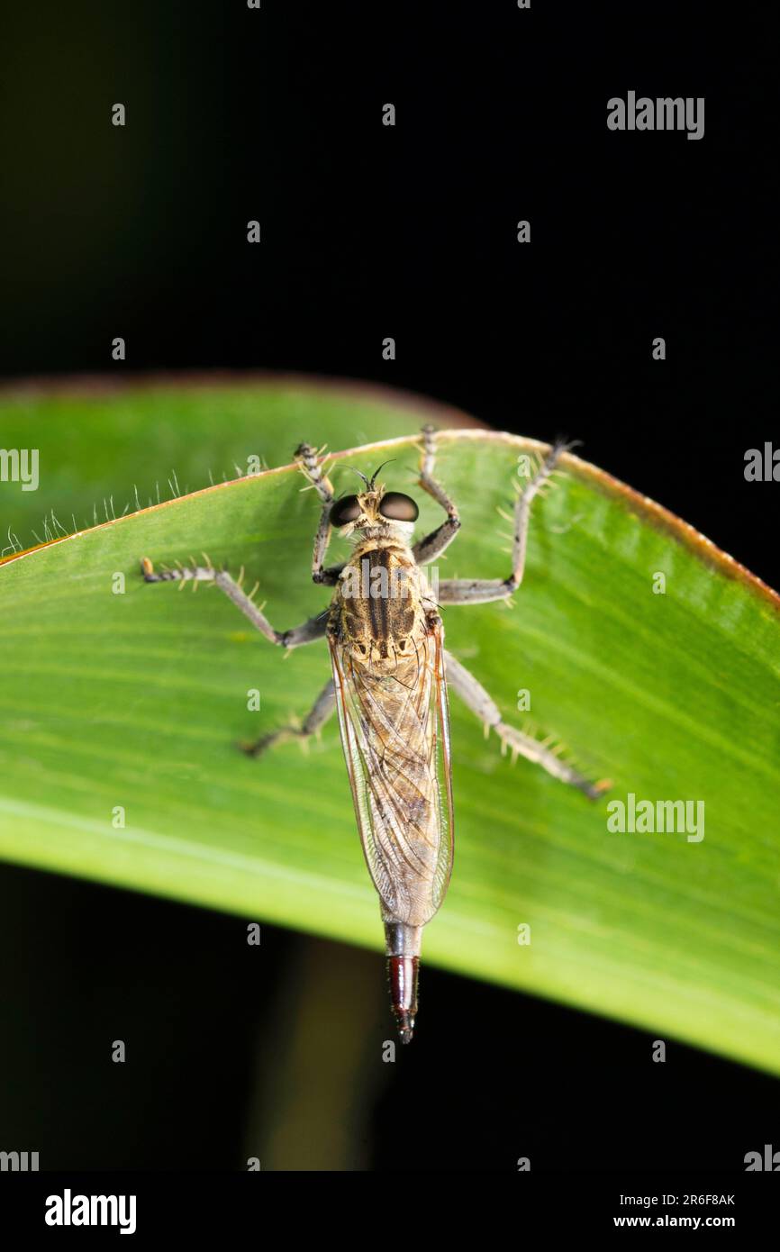 Brown Robberfly, Philonicus albiceps a Satara, Maharashtra, India Foto Stock