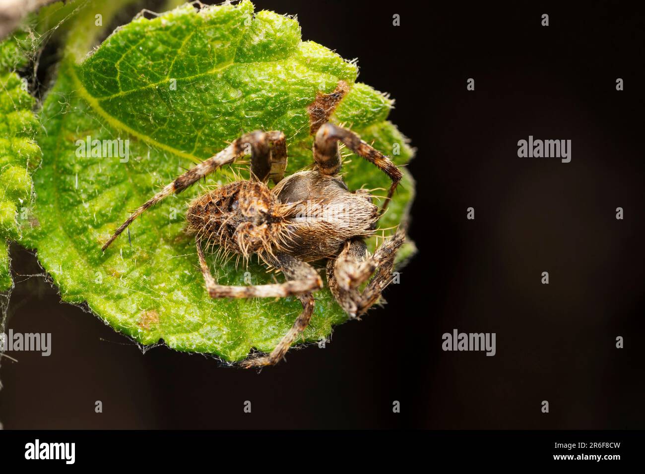 Ragno di tessitore di orb delle scimmie, Neoscona punctata a Satara, Maharashtra, India Foto Stock