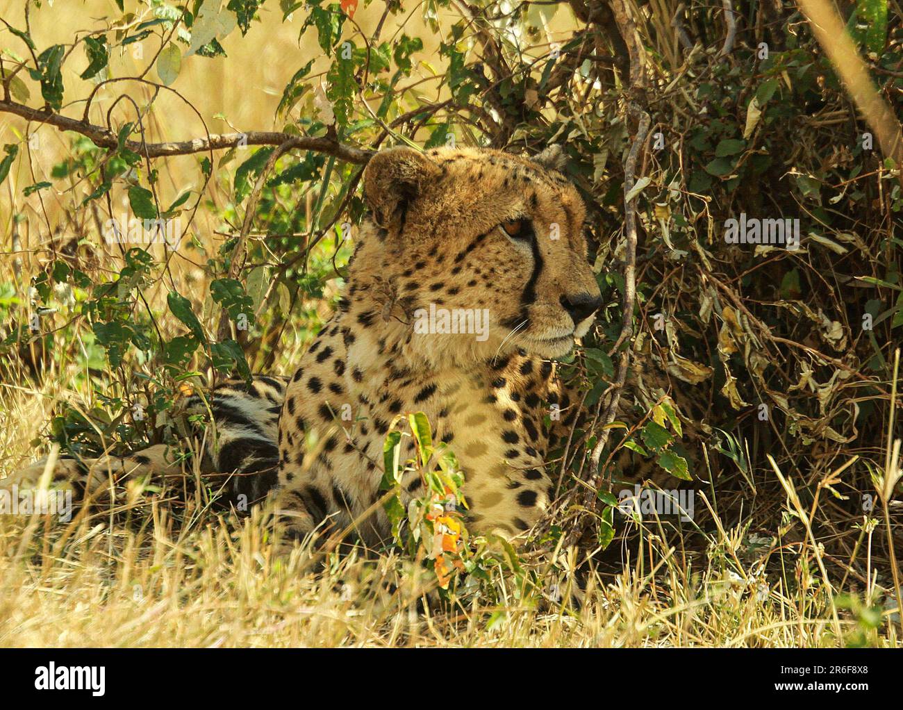 Leopardo (Panthera pardus) nel selvaggio. Fotografato in Kenya Foto Stock