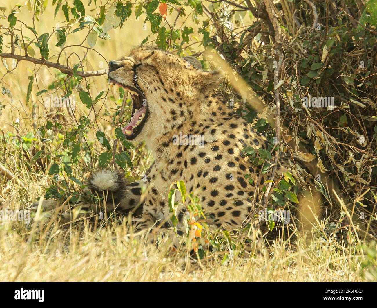 Leopardo (Panthera pardus) nel selvaggio. Fotografato in Kenya Foto Stock