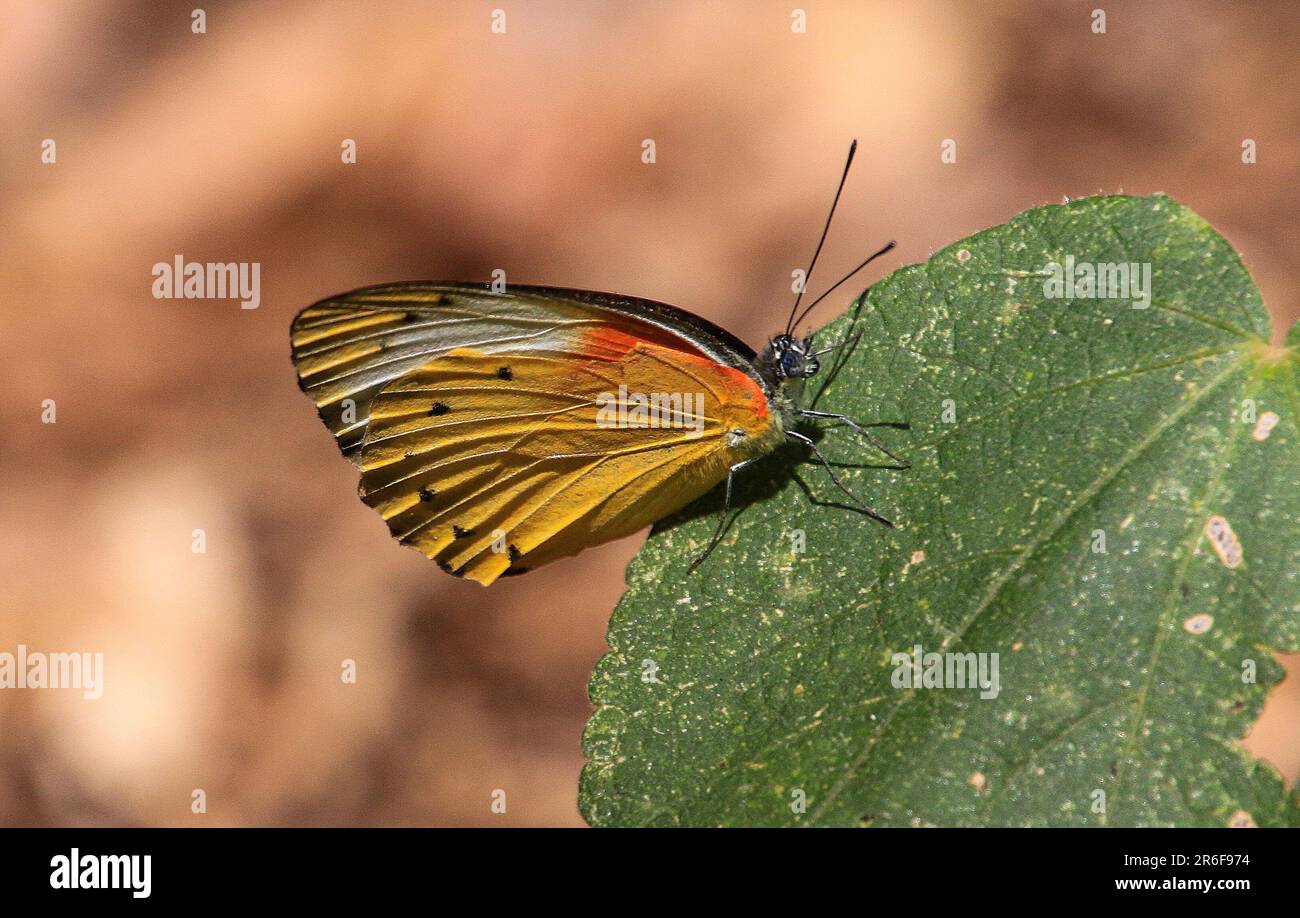 Tigre di pianura (Danaus chrysippus) AKA farfalla monarca africana fotografata in Etiopia Foto Stock