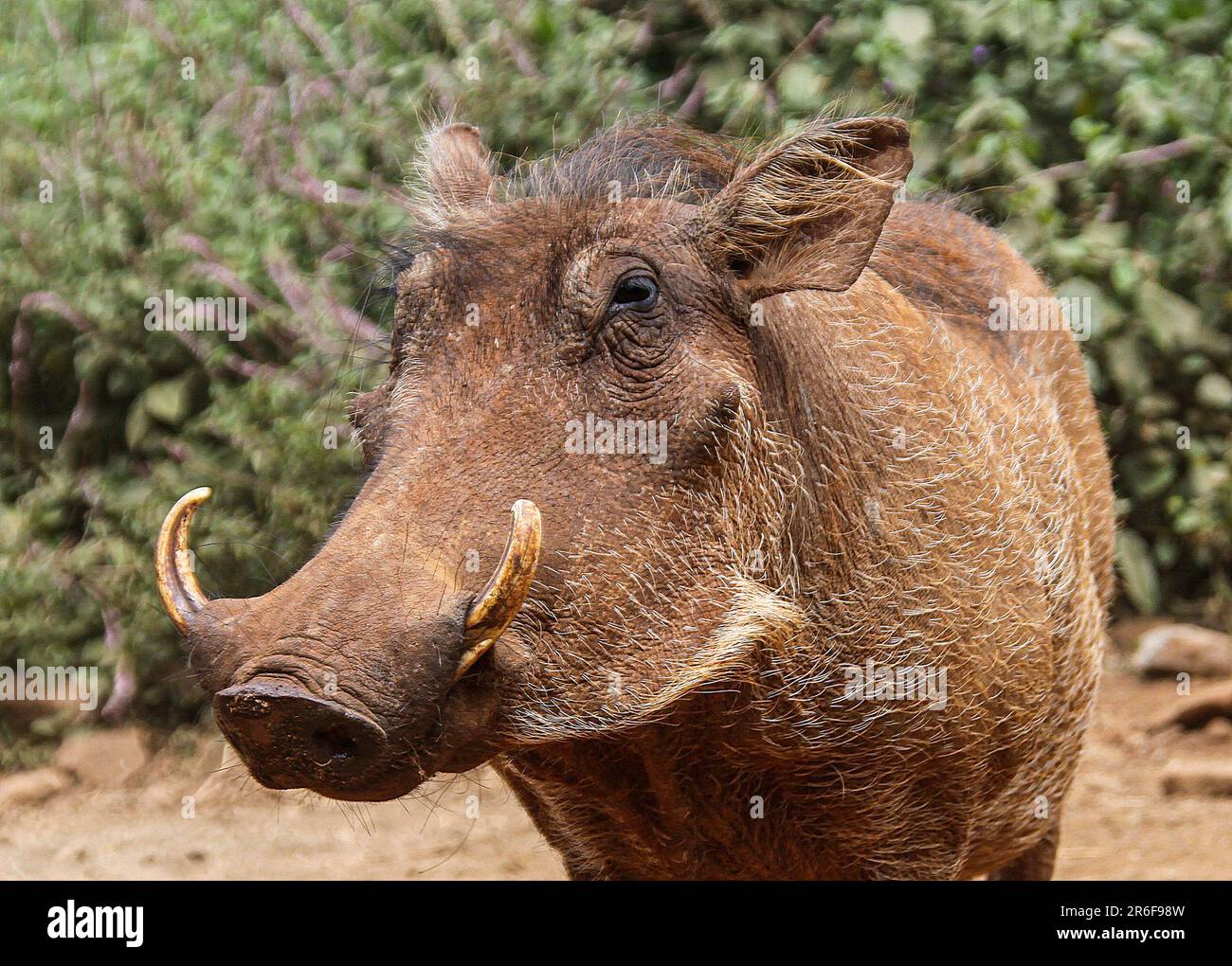 Un ritratto di un Warthog (Phacochoerus africanus) fotografato in natura in Kenya Foto Stock