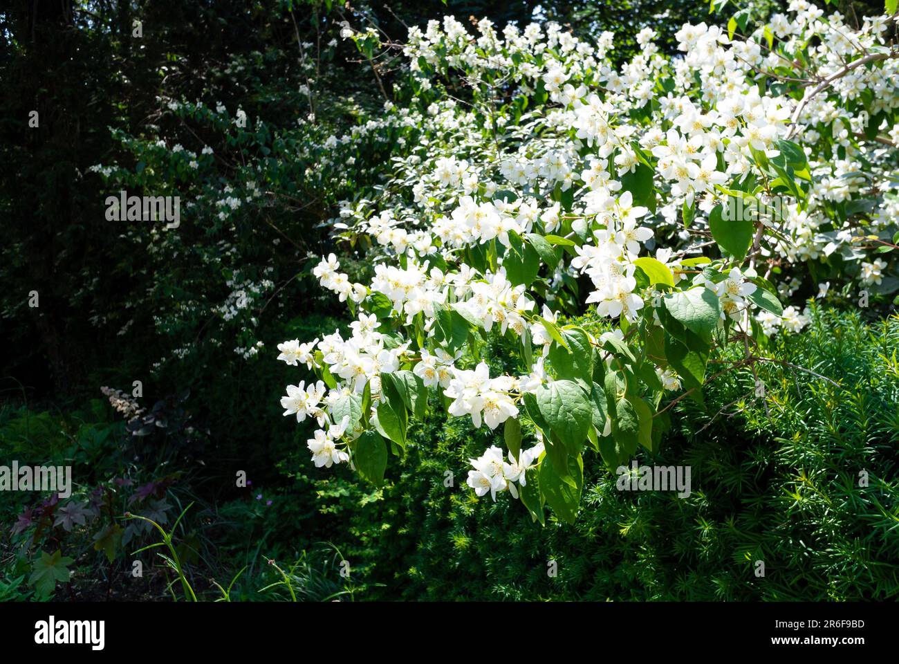 Philadelphus o arbusto di Mock arancio in fiore con fiori bianchi Foto Stock