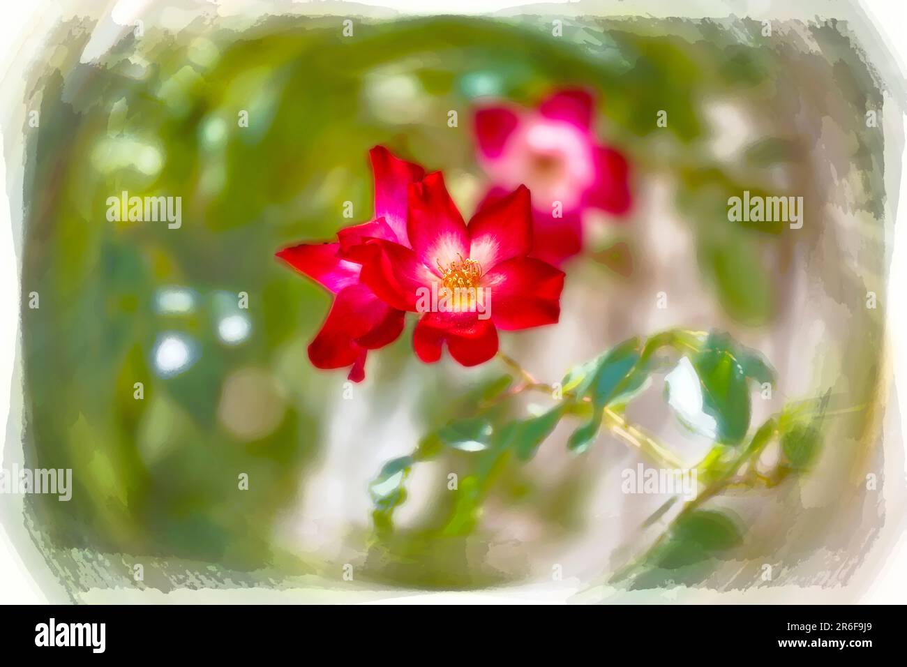 Immagine migliorata digitalmente di un grappolo di fiori di rosa rossi con centro giallo. Cocktail Meimick climber rosa Foto Stock