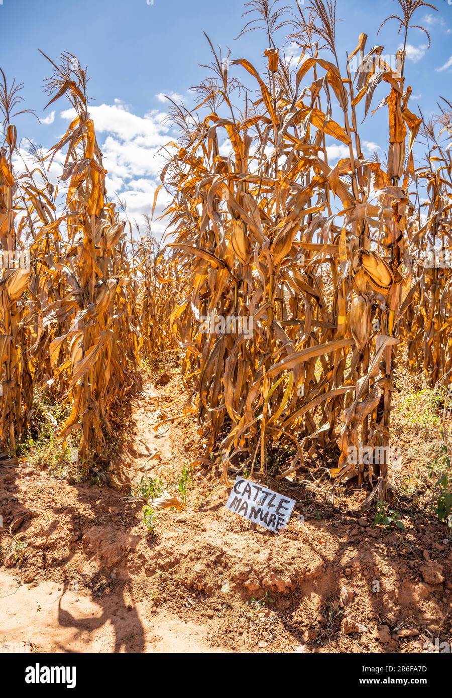 Appezzamento di mais (post-raccolto) in Malawi con un segno che indica il trattamento con letame bovino. Foto Stock