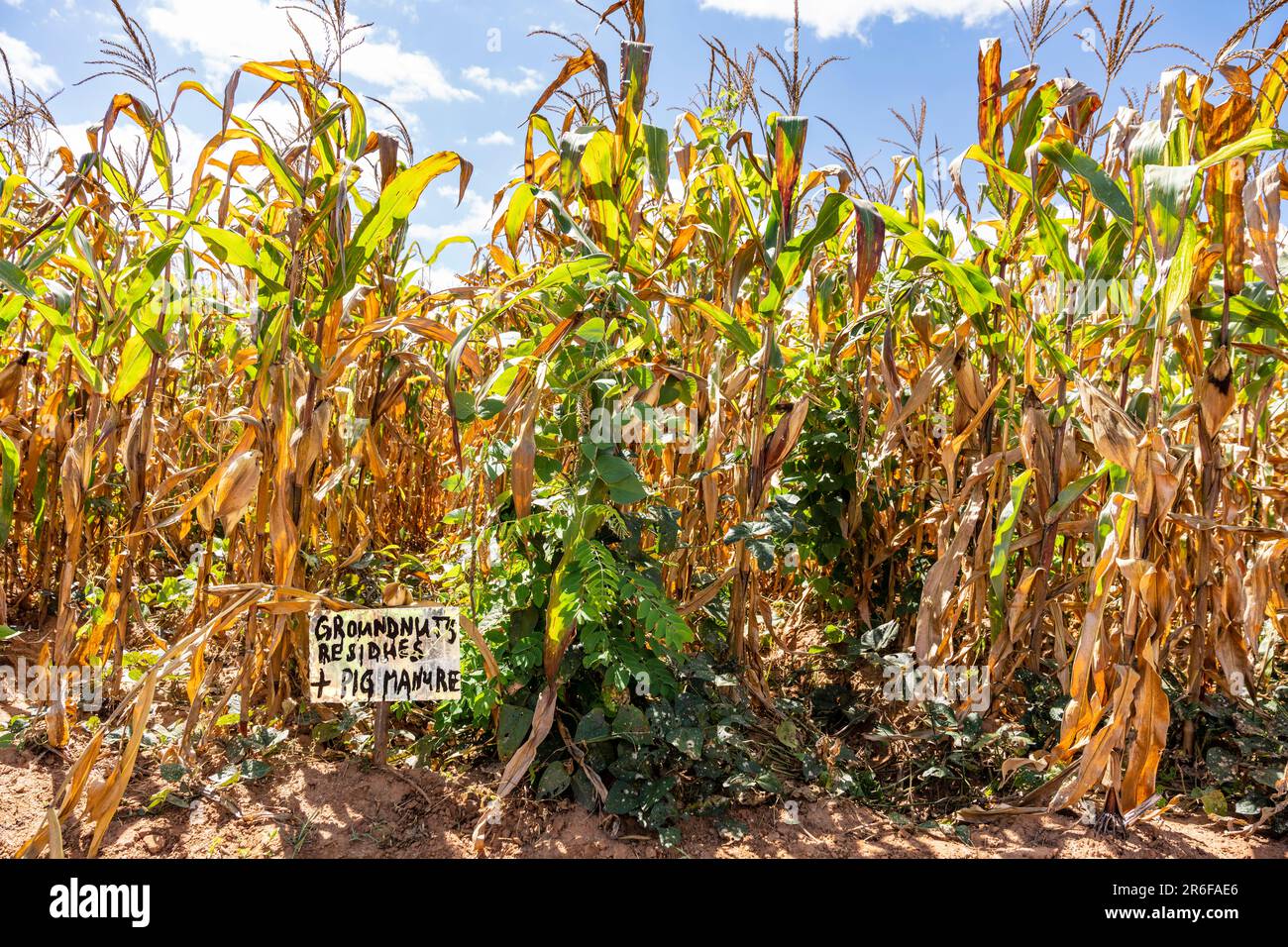 Coltivazione del mais - post-raccolto in Malawi, che mostra il trattamento sperimentale del concime di suino con intercoltivazione di arachidi Foto Stock