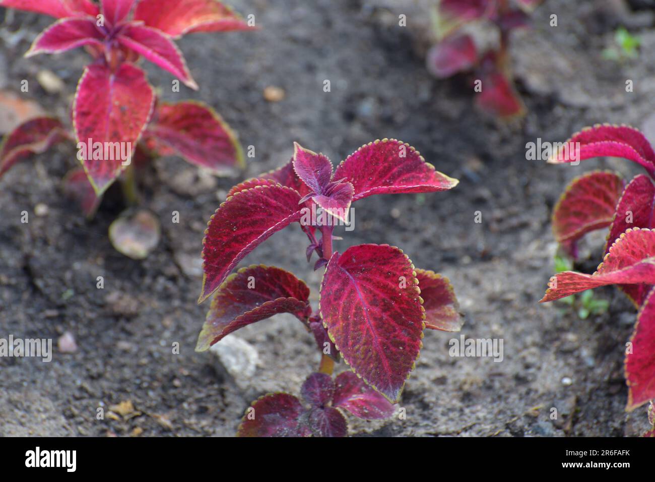 Coleus è una pianta erbacea ornamentale utilizzata per giardini paesaggistici. Foto Stock