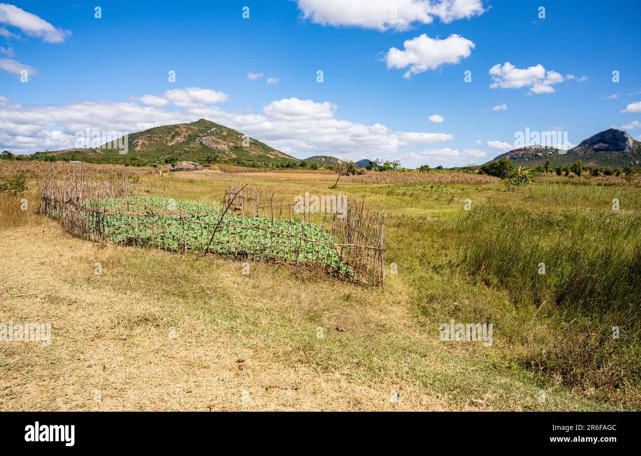 Coltivazione adiacente a una zona umida nel Malawi rurale Foto Stock