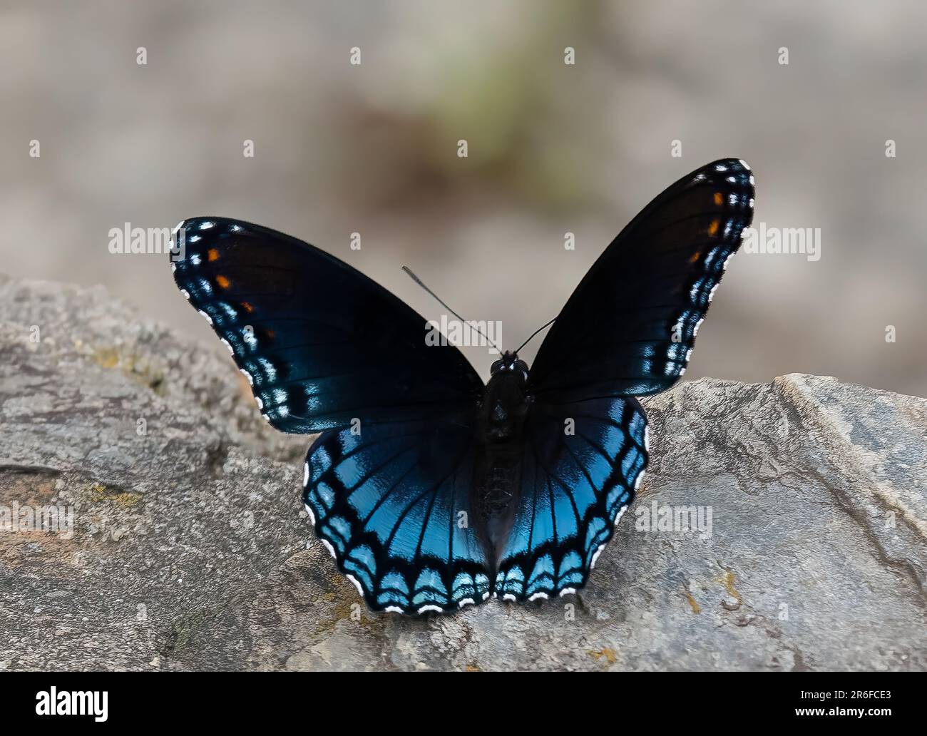 primo piano di una farfalla Foto Stock