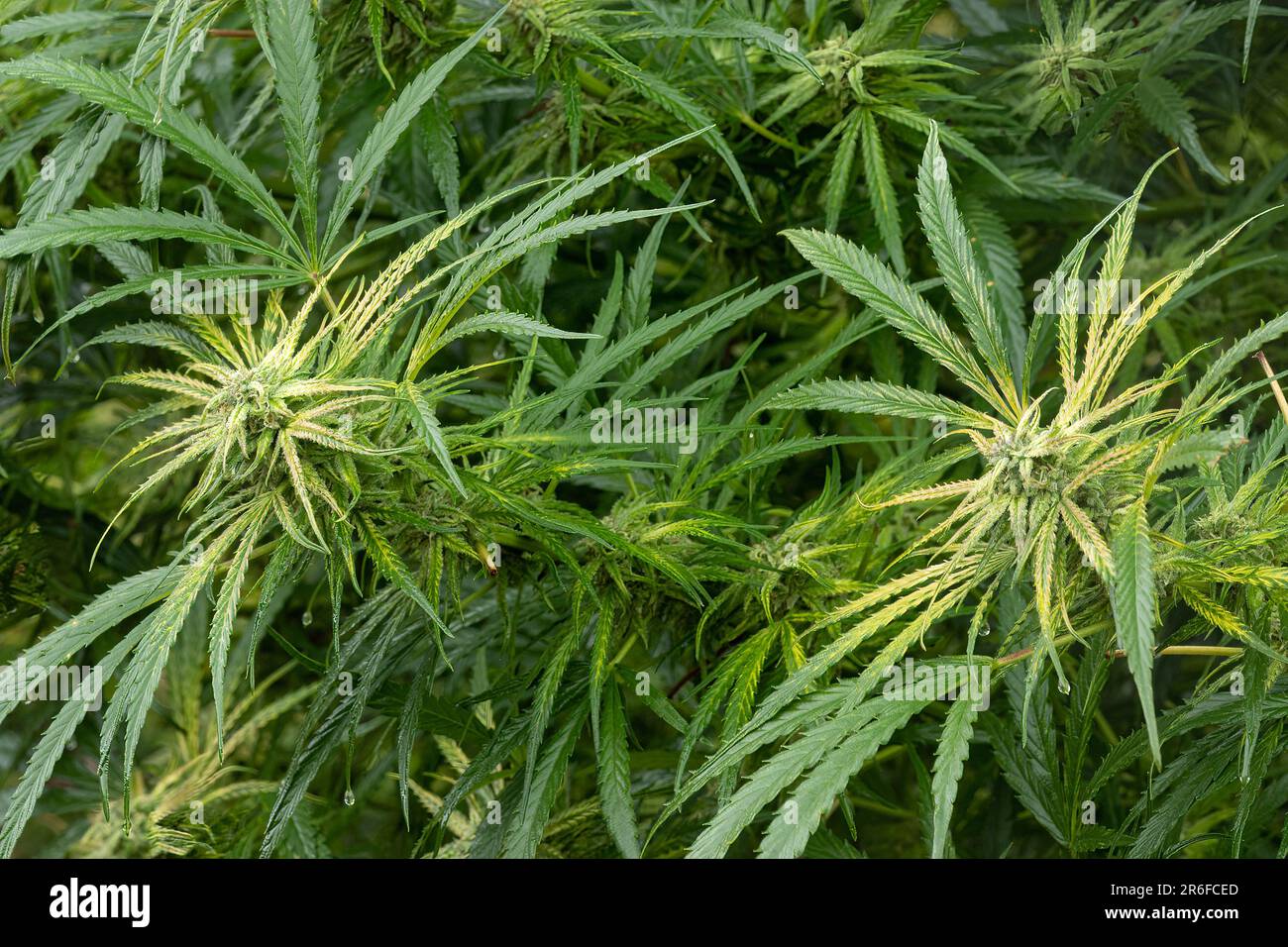 Piante di cannabis Foto Stock