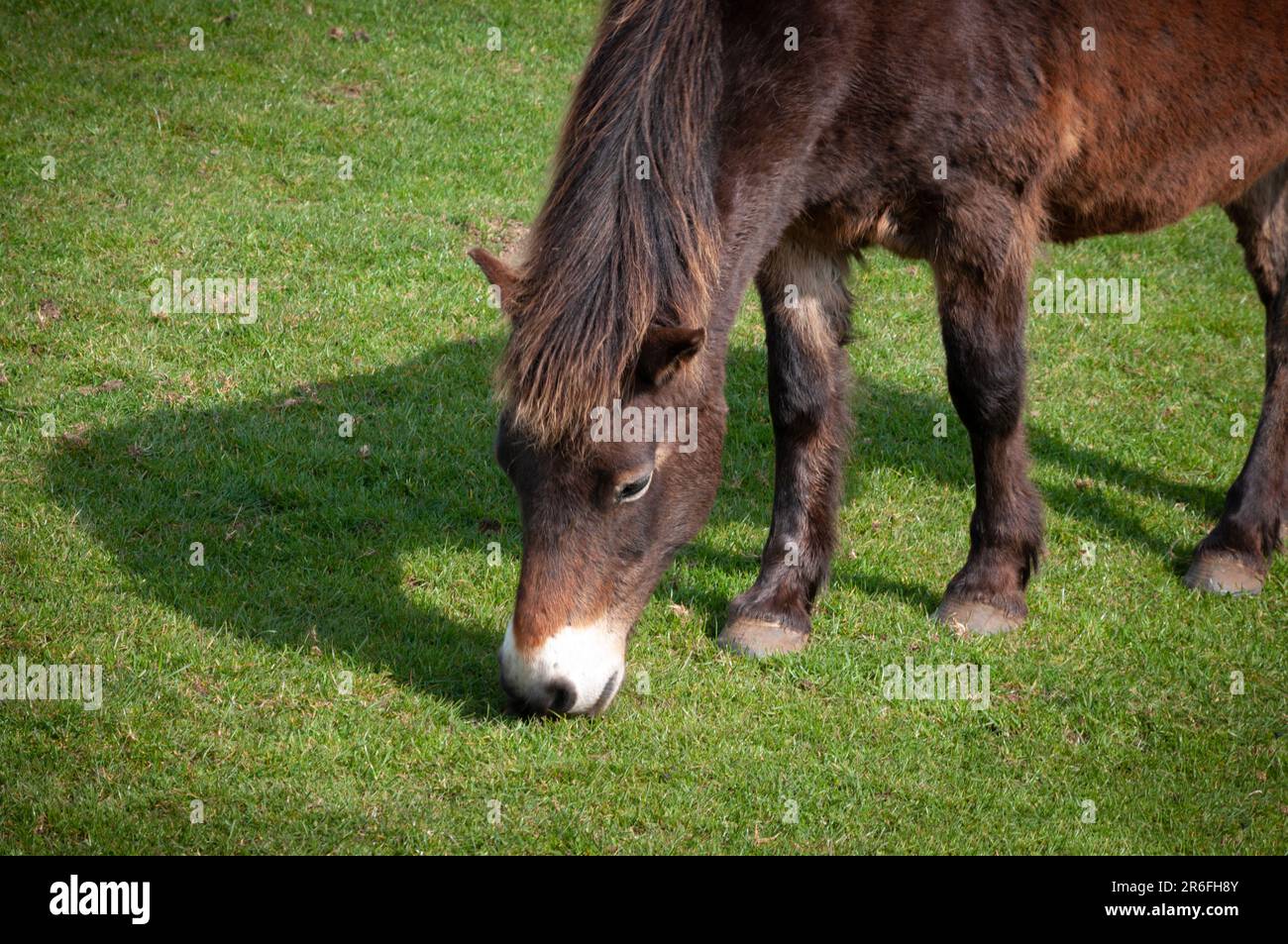 Il pony di Exmoor pascola sul pascolo all'inizio della primavera ancora mostrando un cappotto di inverno spesso. Campo erboso. Foto Stock