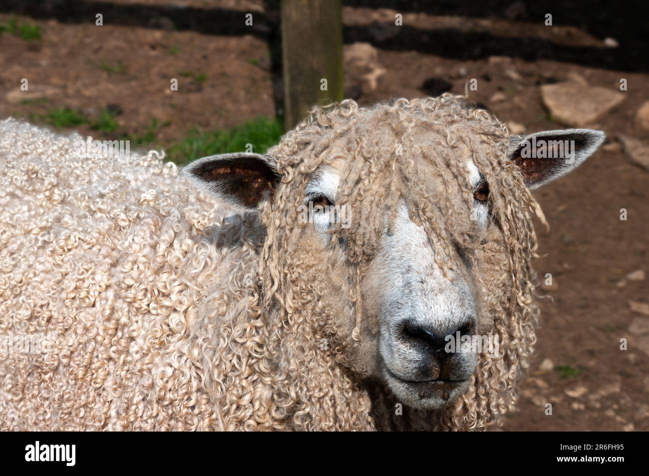 Primo piano colpo di testa di una pecora Cotswold pecora faccia su. Messa a fuoco ridotta in modo da sfocare lo sfondo bokeh. Foto Stock