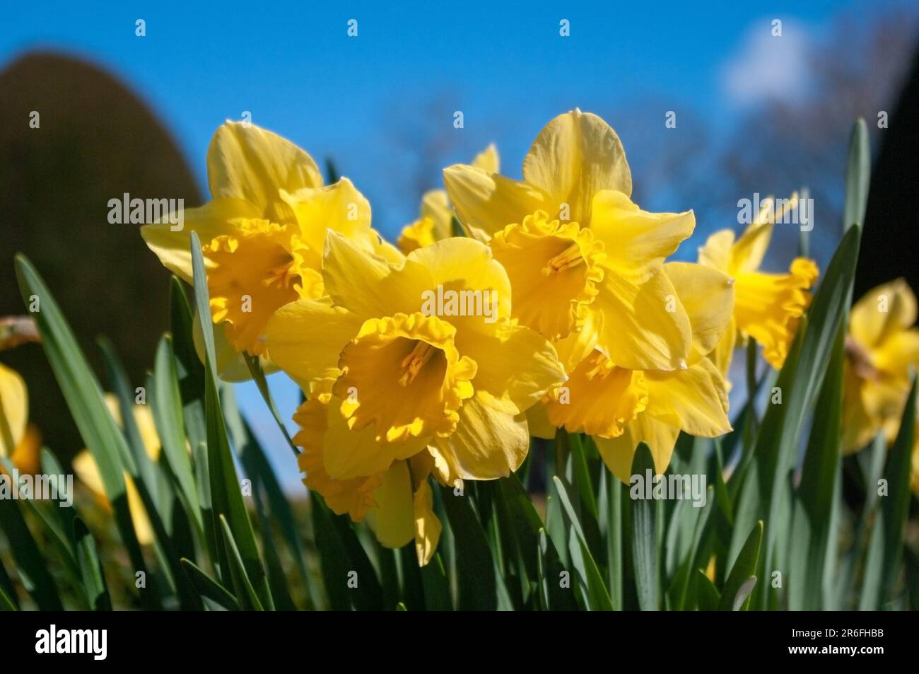 Un gruppo di narcisi gialle contro un cielo blu. Foto Stock