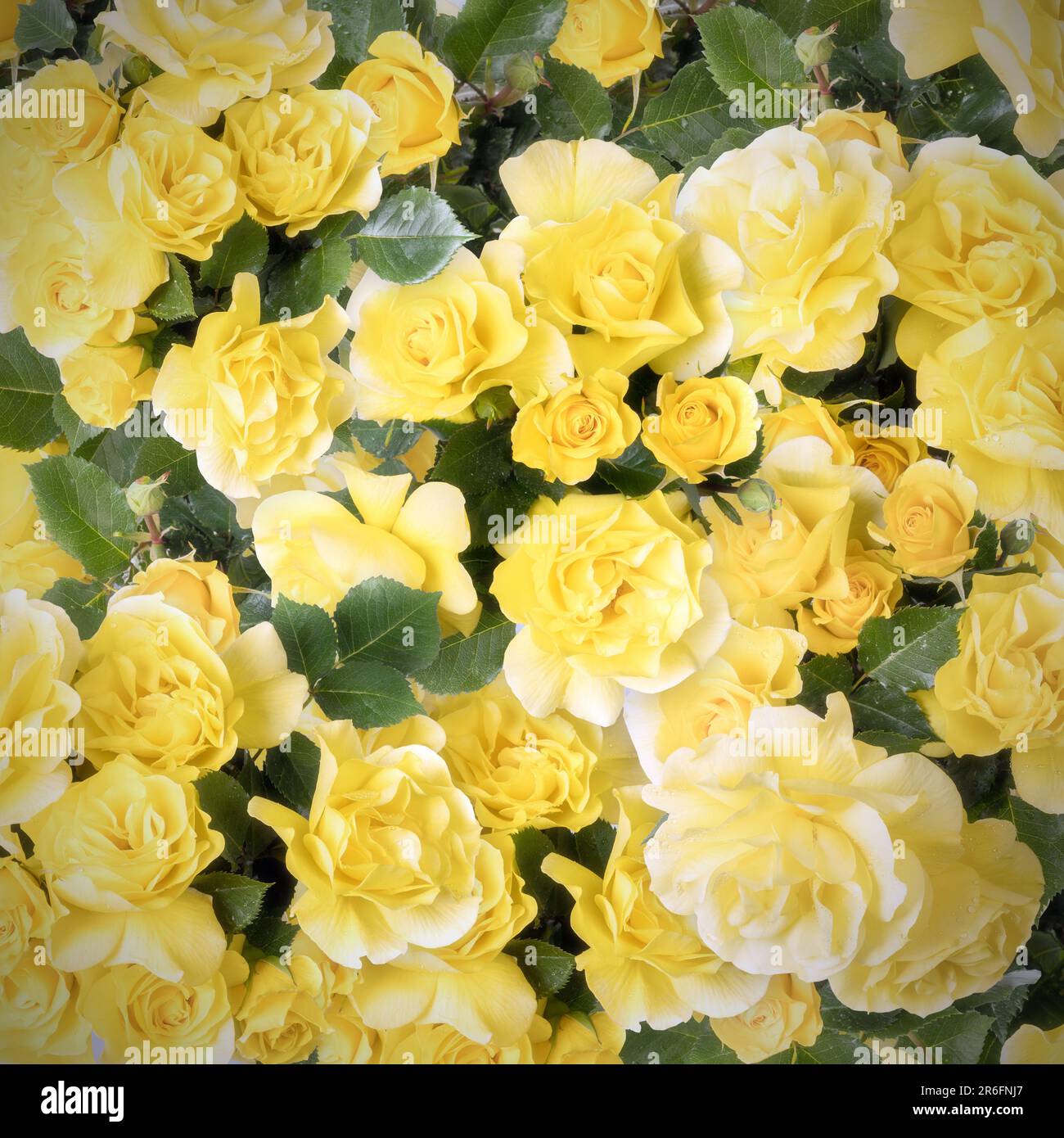 Sfondo di belle rose gialle di Friesia sparate dall'alto Foto Stock