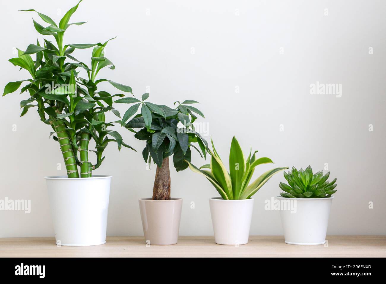 Primo piano di quattro diverse piante casa allineati troppo più alto contro il muro bianco su superficie di legno, rinfrescarsi e decorare gli interni della casa Foto Stock