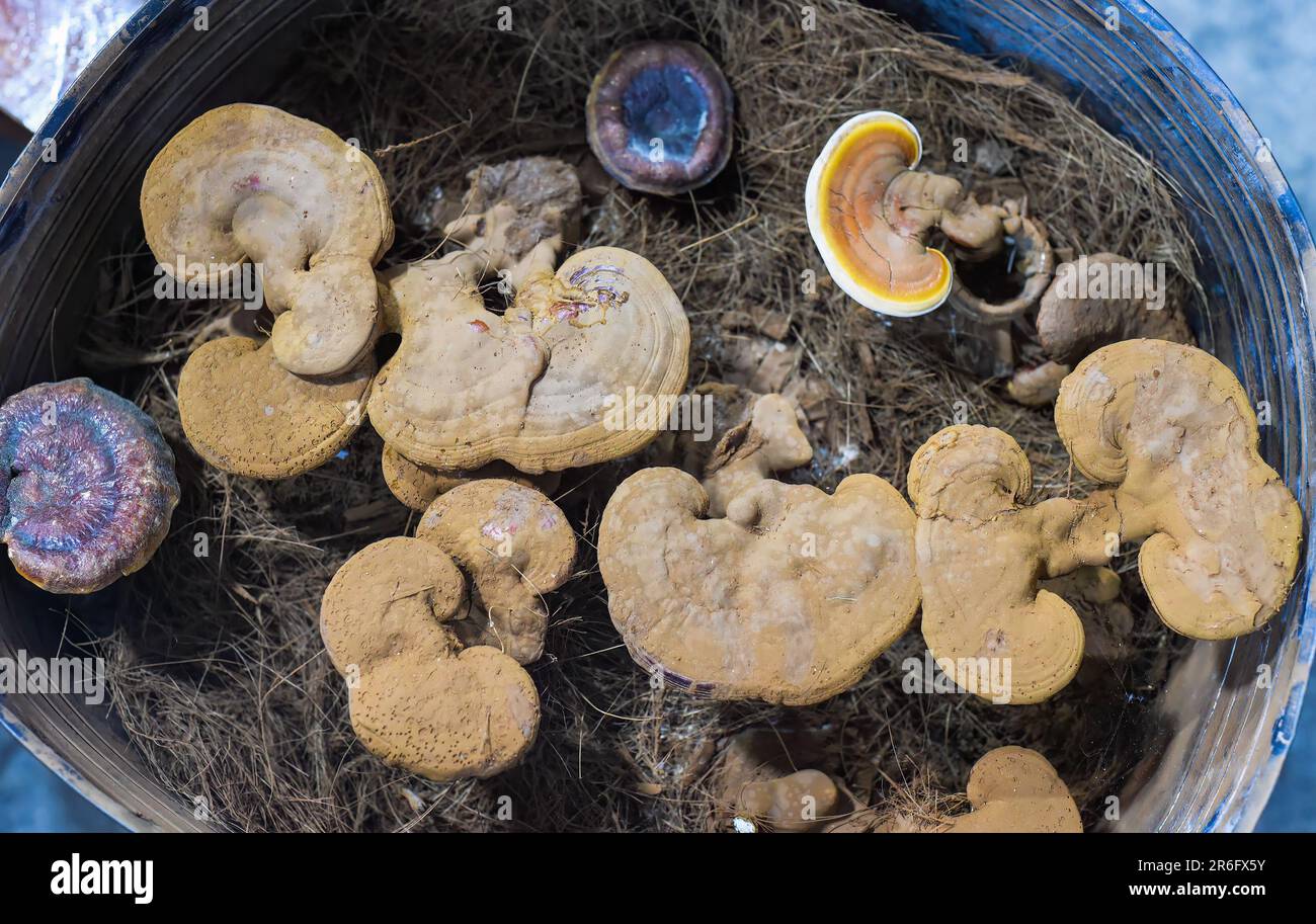Molti funghi diversi nel mercato vietnamita Foto Stock