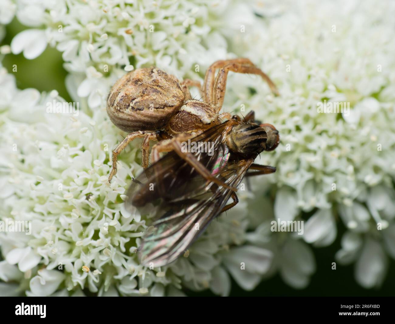 The Silent Hunter: Un ragno paziente si nasconde nella sua intricata rete, pronto a avventurarsi nelle vicinanze delle prede, mostrando il delicato equilibrio di pazienza della natura Foto Stock