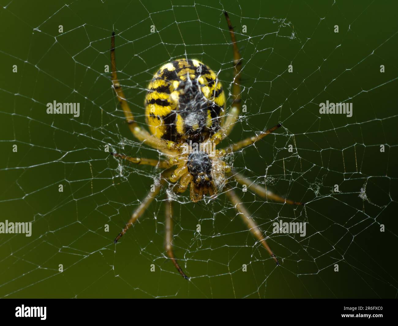 The Silent Hunter: Un ragno paziente si nasconde nella sua intricata rete, pronto a avventurarsi nelle vicinanze delle prede, mostrando il delicato equilibrio di pazienza della natura Foto Stock