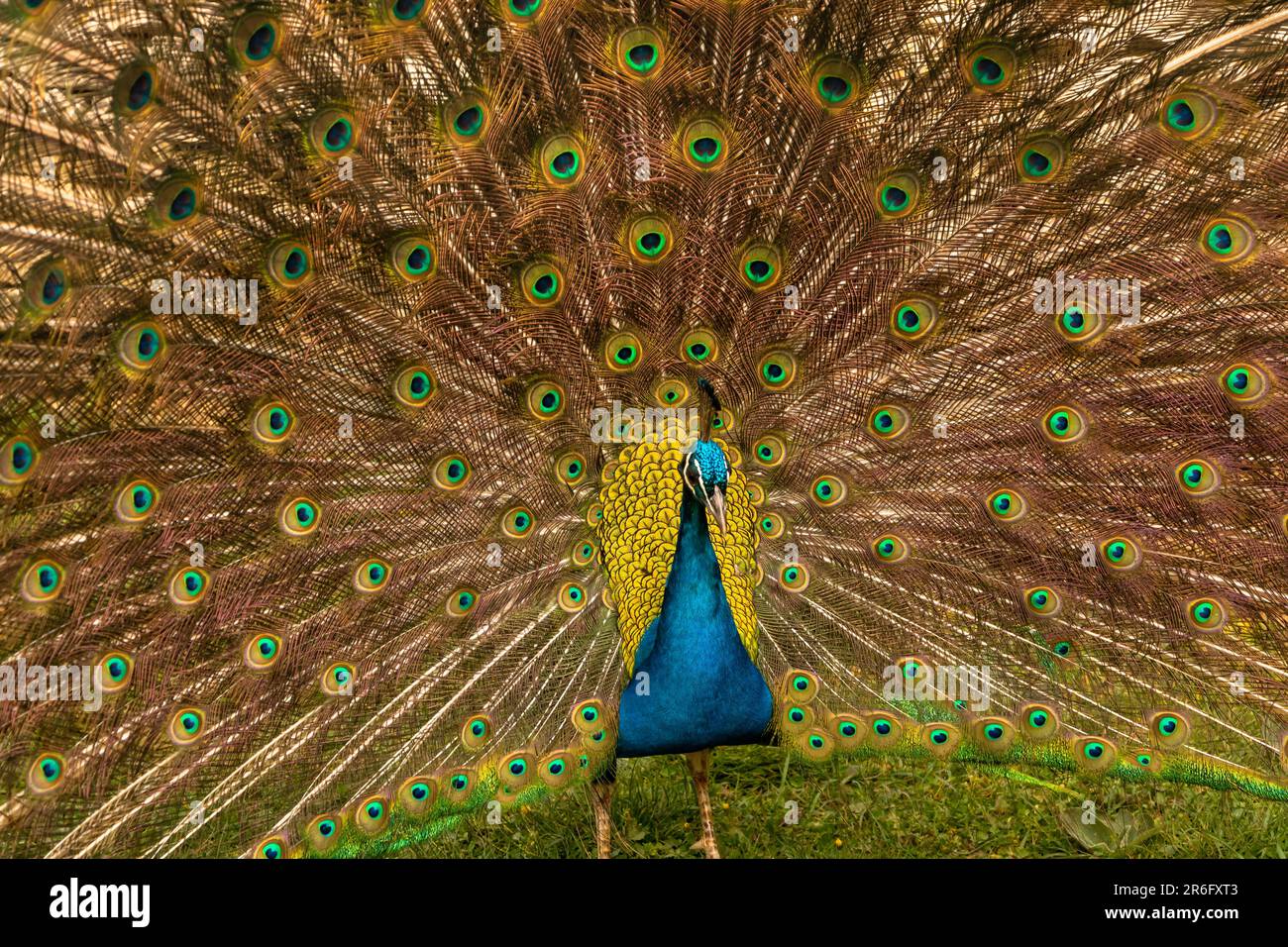 Un pavone che mostra con orgoglio le sue colorate piume su un campo Foto Stock