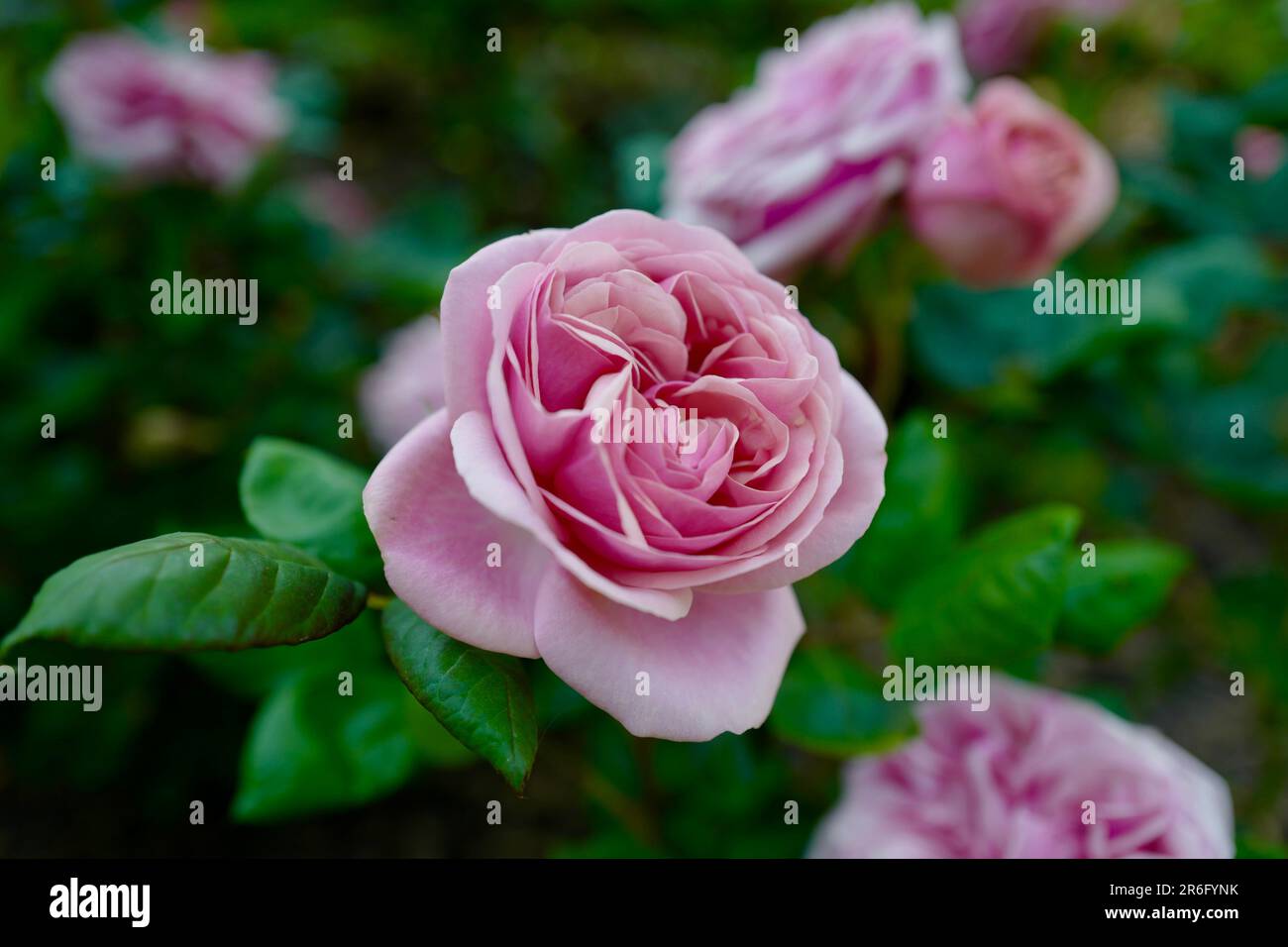 Rose rosa al Landhaus Ettenbuehl nel sud-ovest della Germania Foto Stock