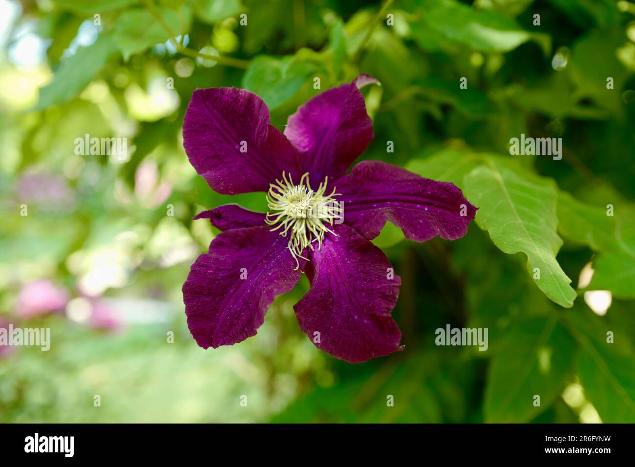 Clematis viola al Landhaus Ettenbuehl nel sud-ovest della Germania Foto Stock