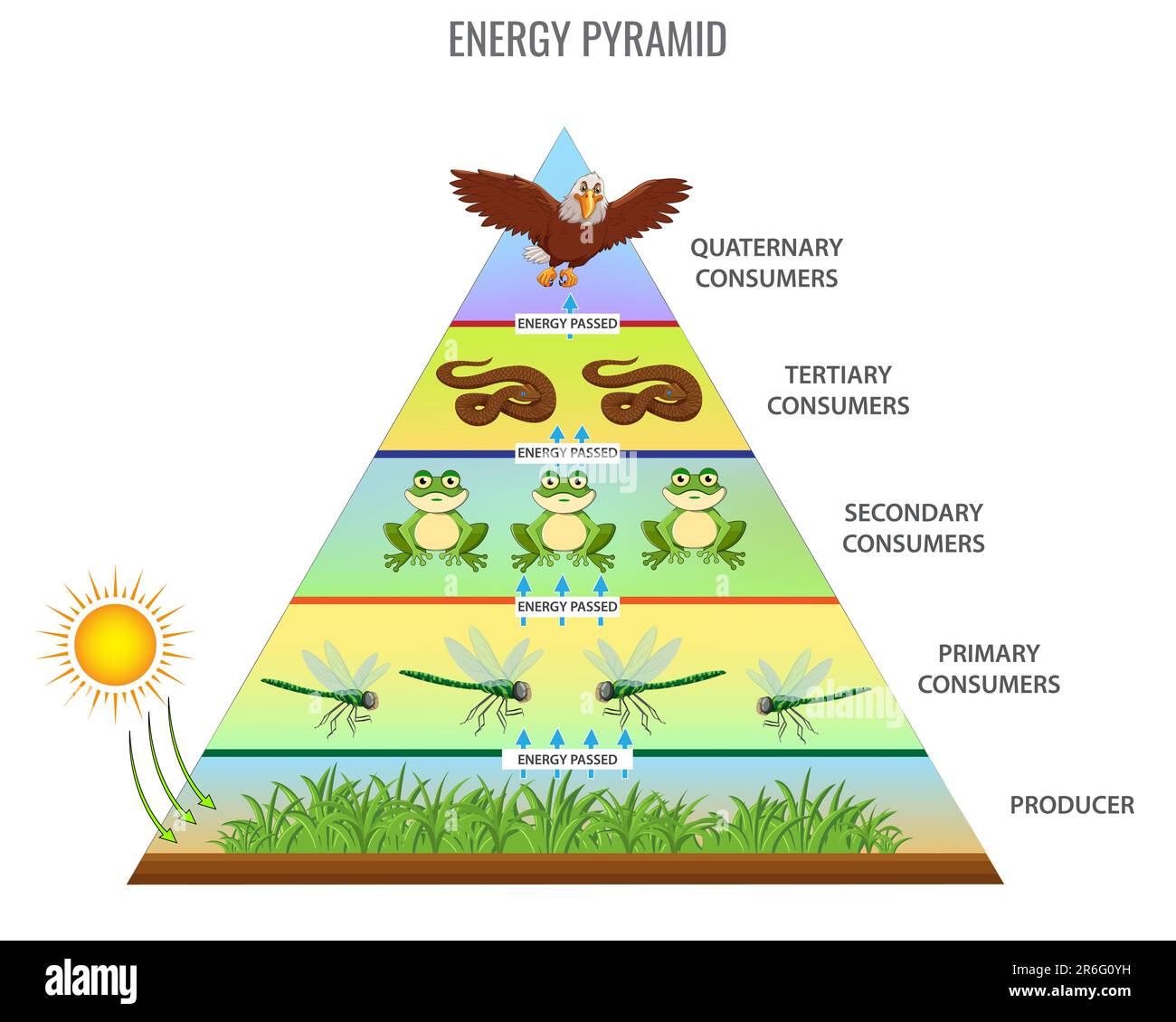 Un'illustrazione vettoriale di una piramide energetica della