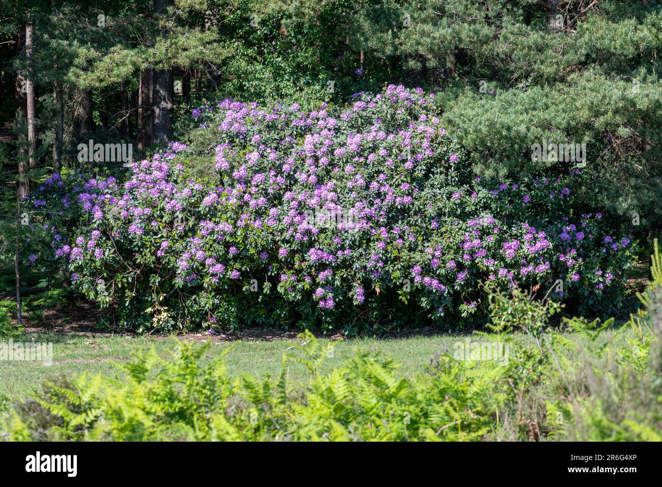 Rhododendron ponticum in fiore, pianta invasiva in campagna brughiera a Barossa Common, Surrey, Inghilterra, UK Foto Stock