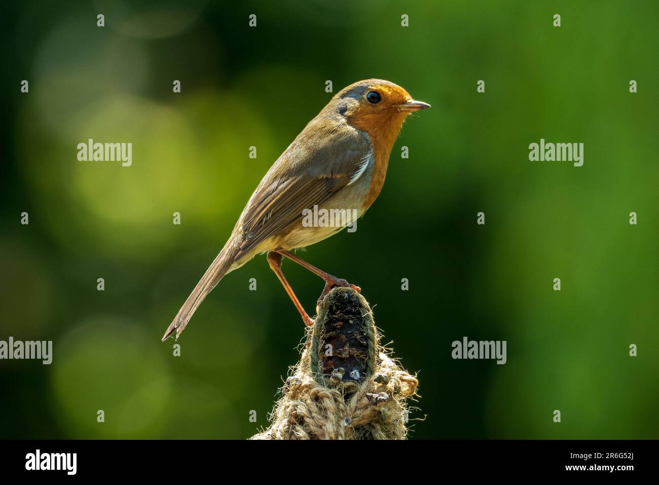 Un Robin maschio seduto su un posto al sole. Foto Stock
