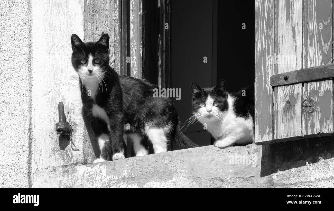 Deux chats curieux osserva depuis la fenêtre d'une maison Foto Stock