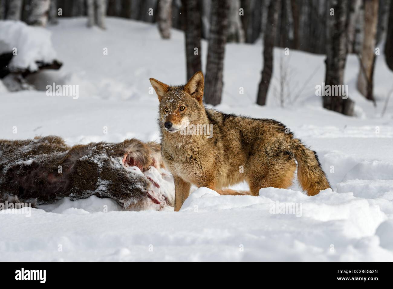 Coyote (Canis latrans) passi oltre cervo carcassa spighe su Inverno - animale prigioniero Foto Stock