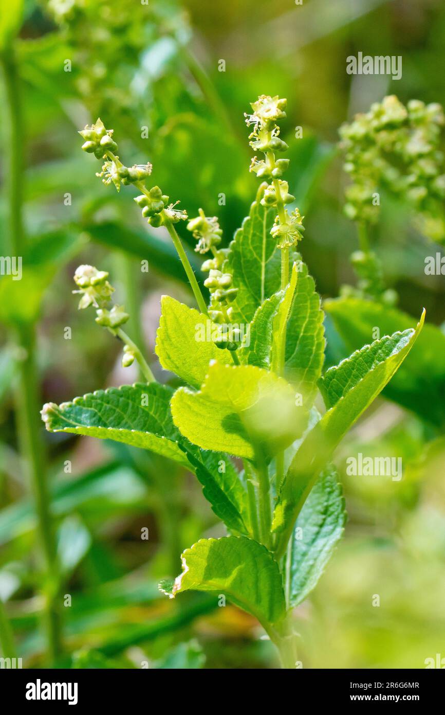 Mercurio del cane (mercurialis perennis), primo piano della pianta boschiva comune ma spesso trascurata, questa mostra punte del fiore maschio. Foto Stock