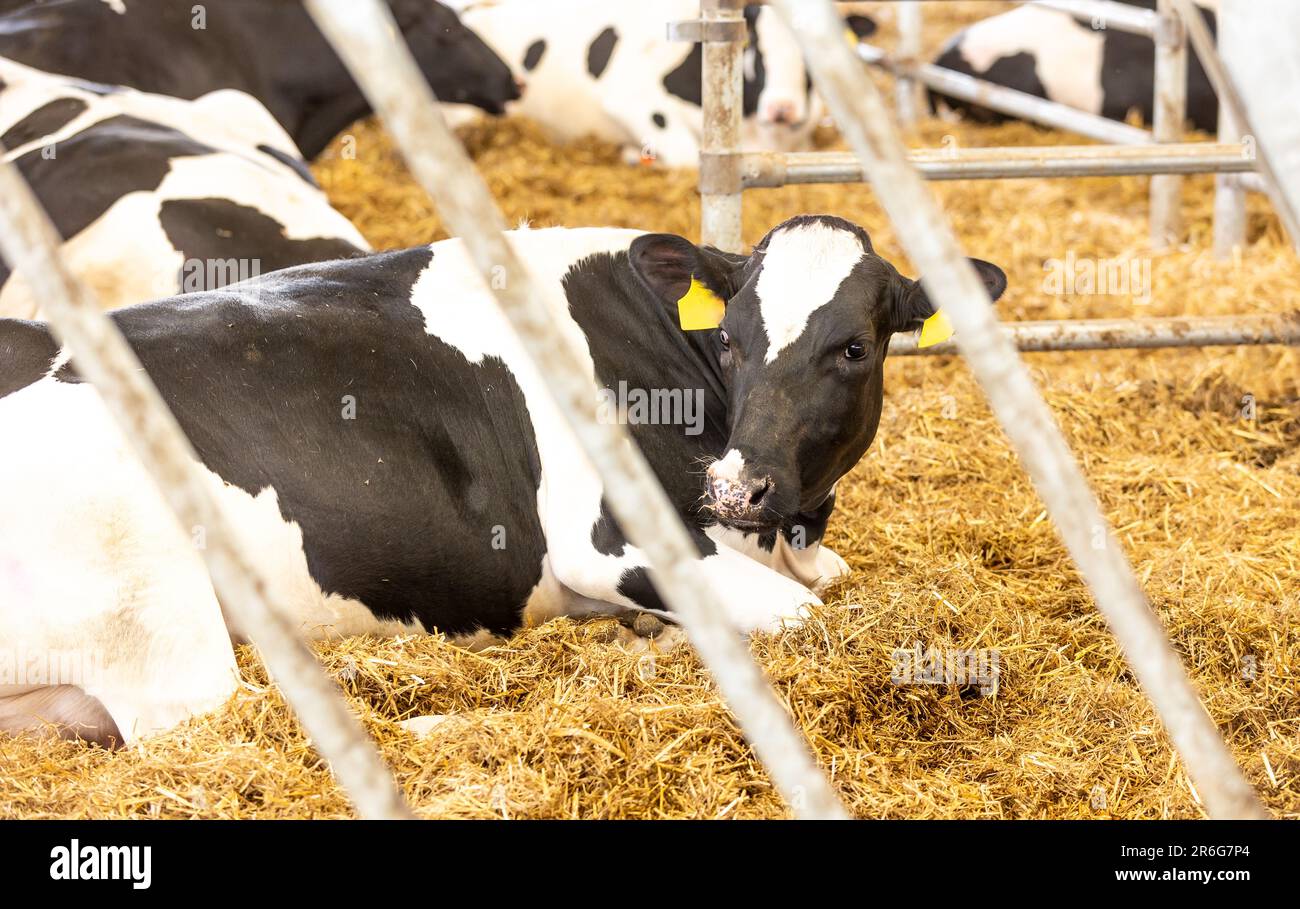 Concetto agricolo, le mucche da diario che mangiano un fieno in un moderno stallino o in un capannone per la distribuzione di latte, animale e concetto alimentare Foto Stock