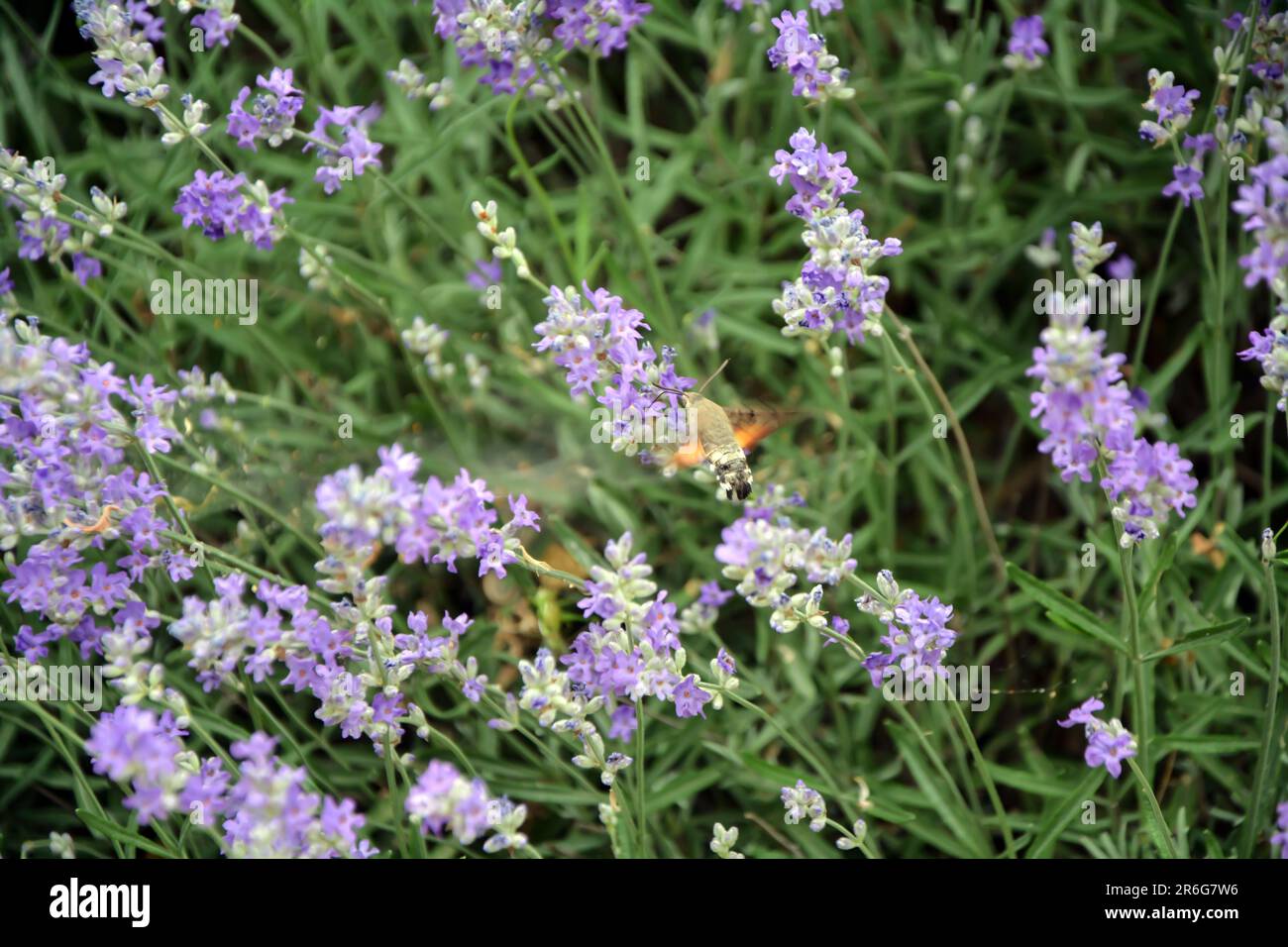 Primo piano di una falca di colibrì (Macroglossum stellatarum) che si aggira e si nutre in un campo di lavanda in una giornata calda di giugno. Immagine orizzontale con sel Foto Stock