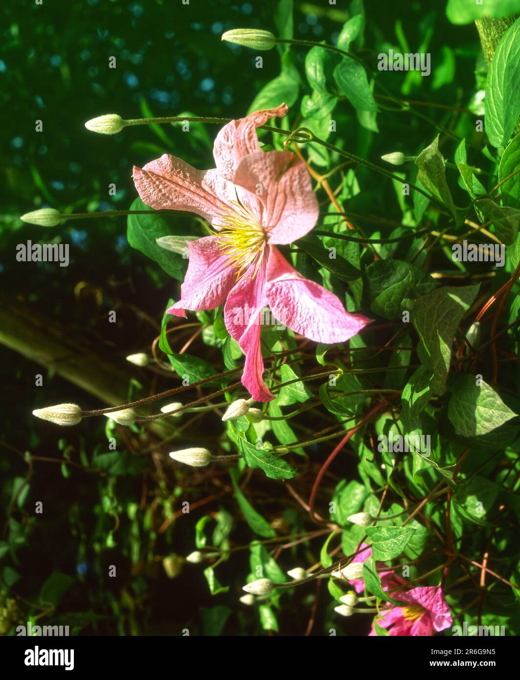 La Duchessa di Albany è un arrampicatore perenne, autoaggrappante, semi-erbaceo, in rapida crescita, con foglie di colore medio-verde, ovali e attraente, annuente, luminoso Foto Stock