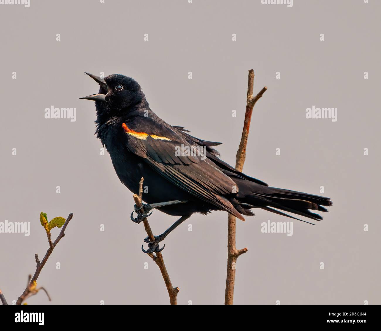 Vista laterale ravvicinata di Red-Winged Blackbird, appollaiata su un ramo con sfondo grigio nel suo ambiente e habitat circostante. Foto Stock