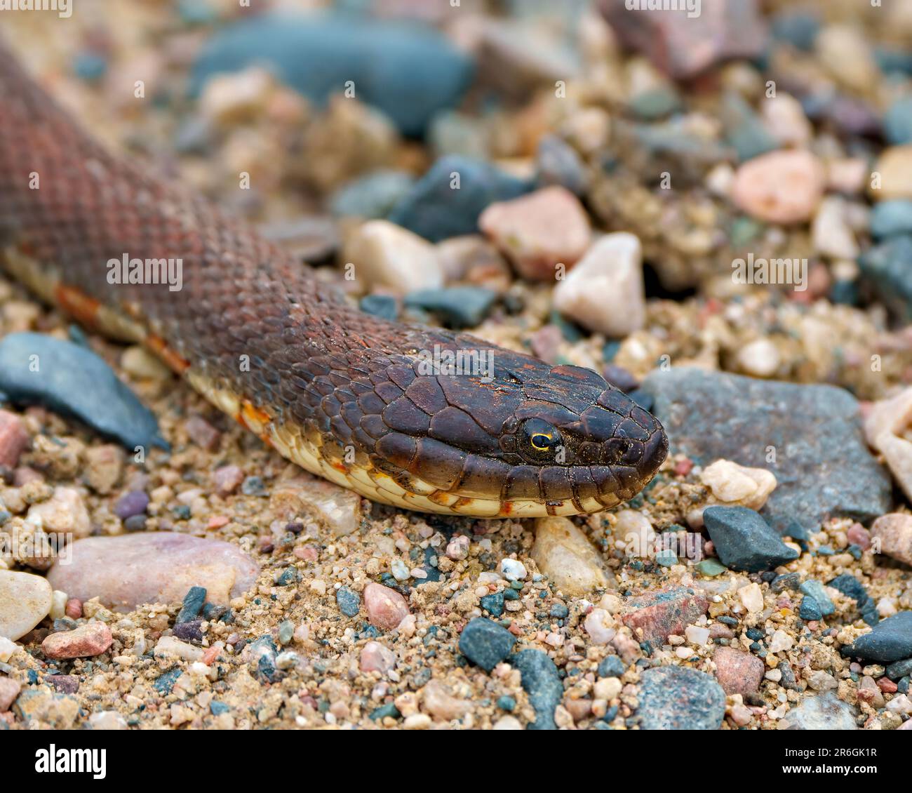 Testa di serpente ripresa primo piano vista del profilo che striscio su rocce di ghiaia con un nel suo ambiente e habitat circostante. Foto Stock