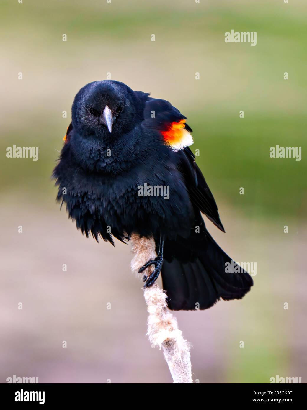 Vista frontale di Blackbird dalle ali rosse, appollaiata su una chiocciola con sfondo colorato, con piume morbide e coda di tifo nel suo ambiente. Foto Stock