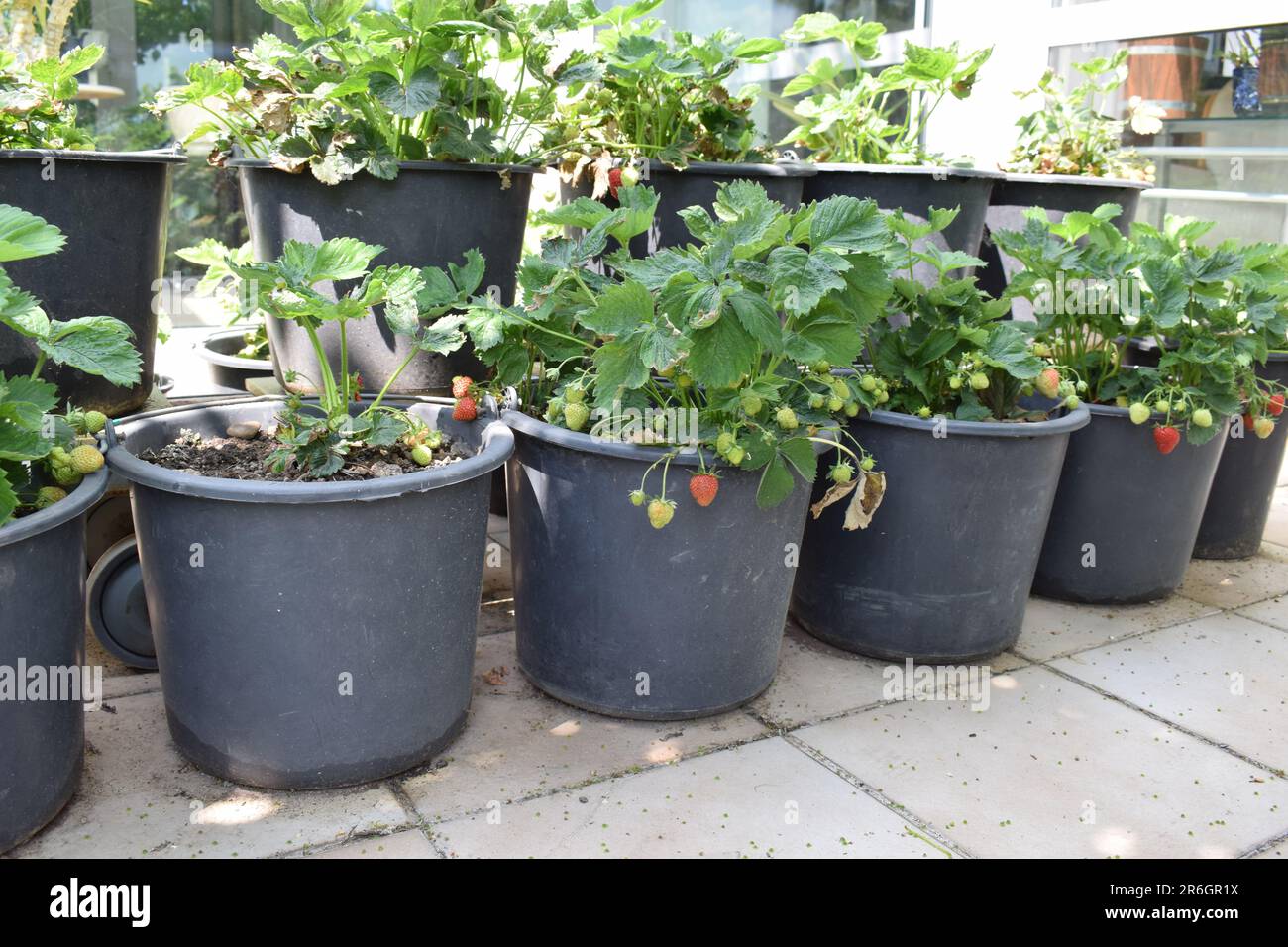 Piante di fragole in vaso Foto Stock