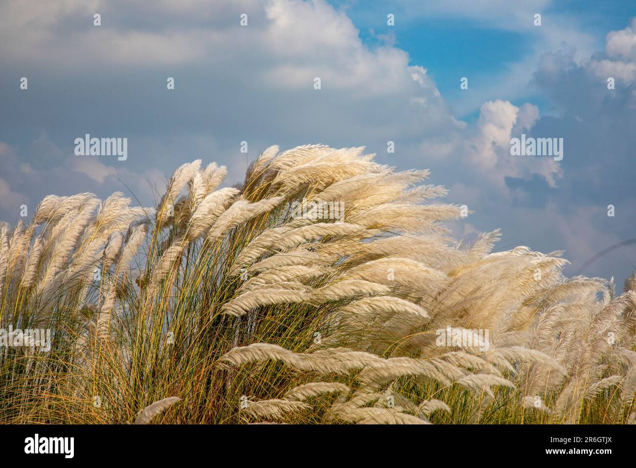 Erba di Kans, catkins o fiori di Kash (Saccharum spontaneum) fioriscono in autunno. Dhaka, Bangladesh. Foto Stock