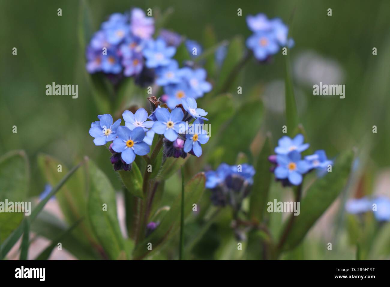 Blu fiorente Forget-Me-Nots. Forget-Me-non fiore in natura Foto Stock