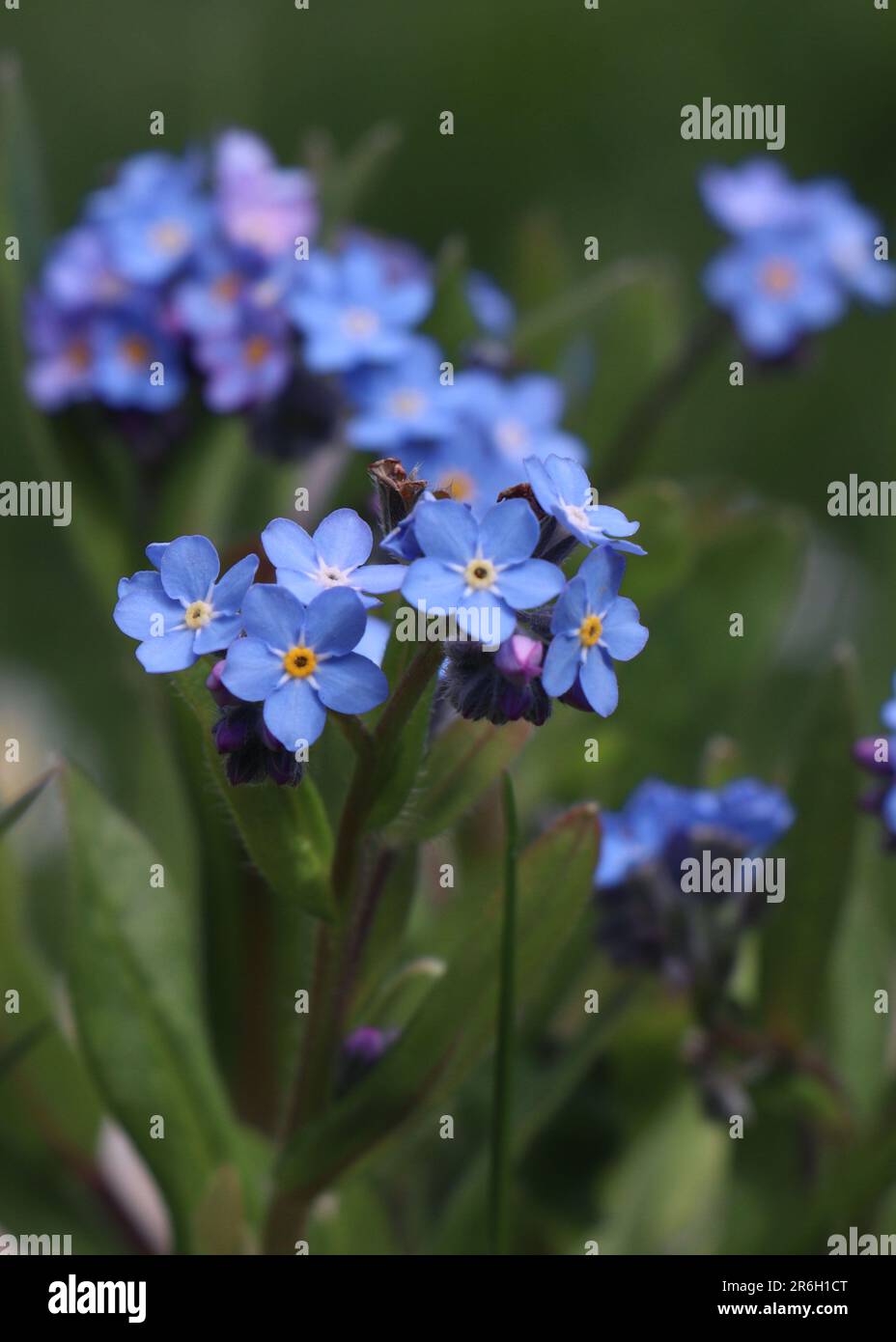 Blu fiorente Forget-Me-Nots. Forget-Me-non fiore in natura Foto Stock
