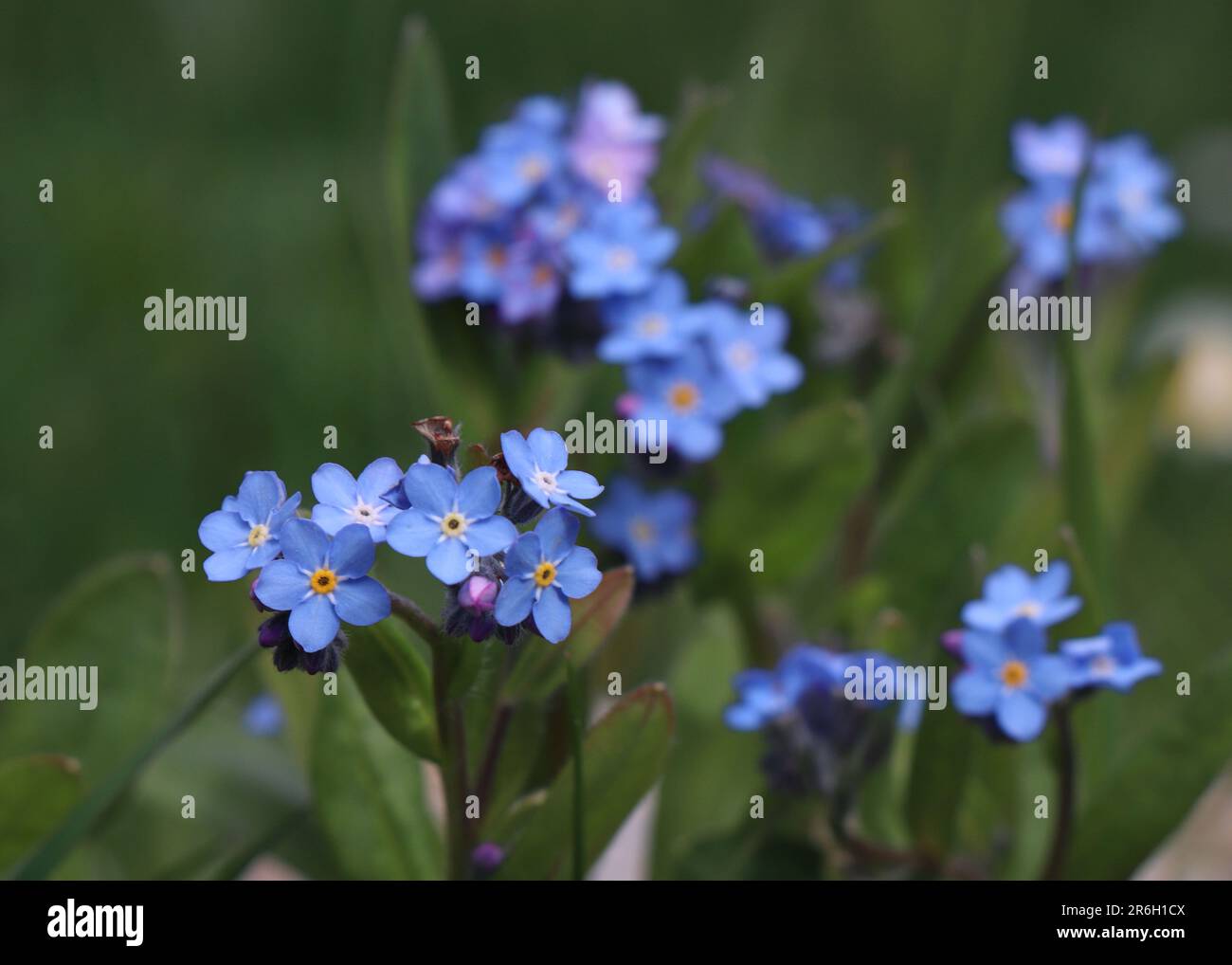 Blu fiorente Forget-Me-Nots. Forget-Me-non fiore in natura Foto Stock