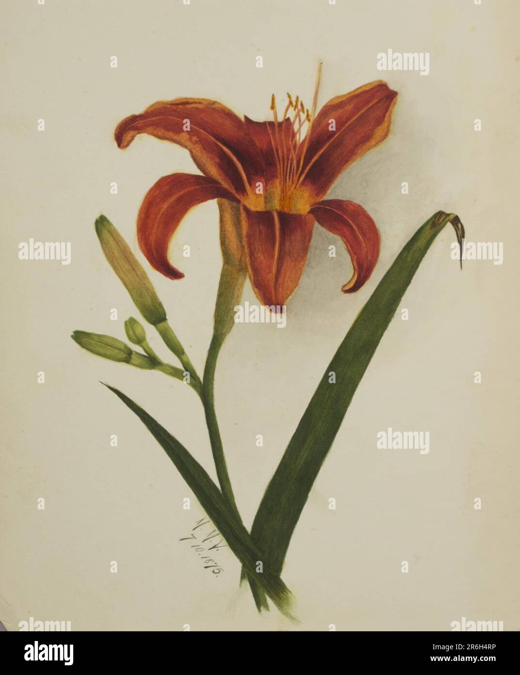 Senza titolo (Lily). Data: 1875. Acquerello su carta. Museo: Smithsonian American Art Museum. Foto Stock