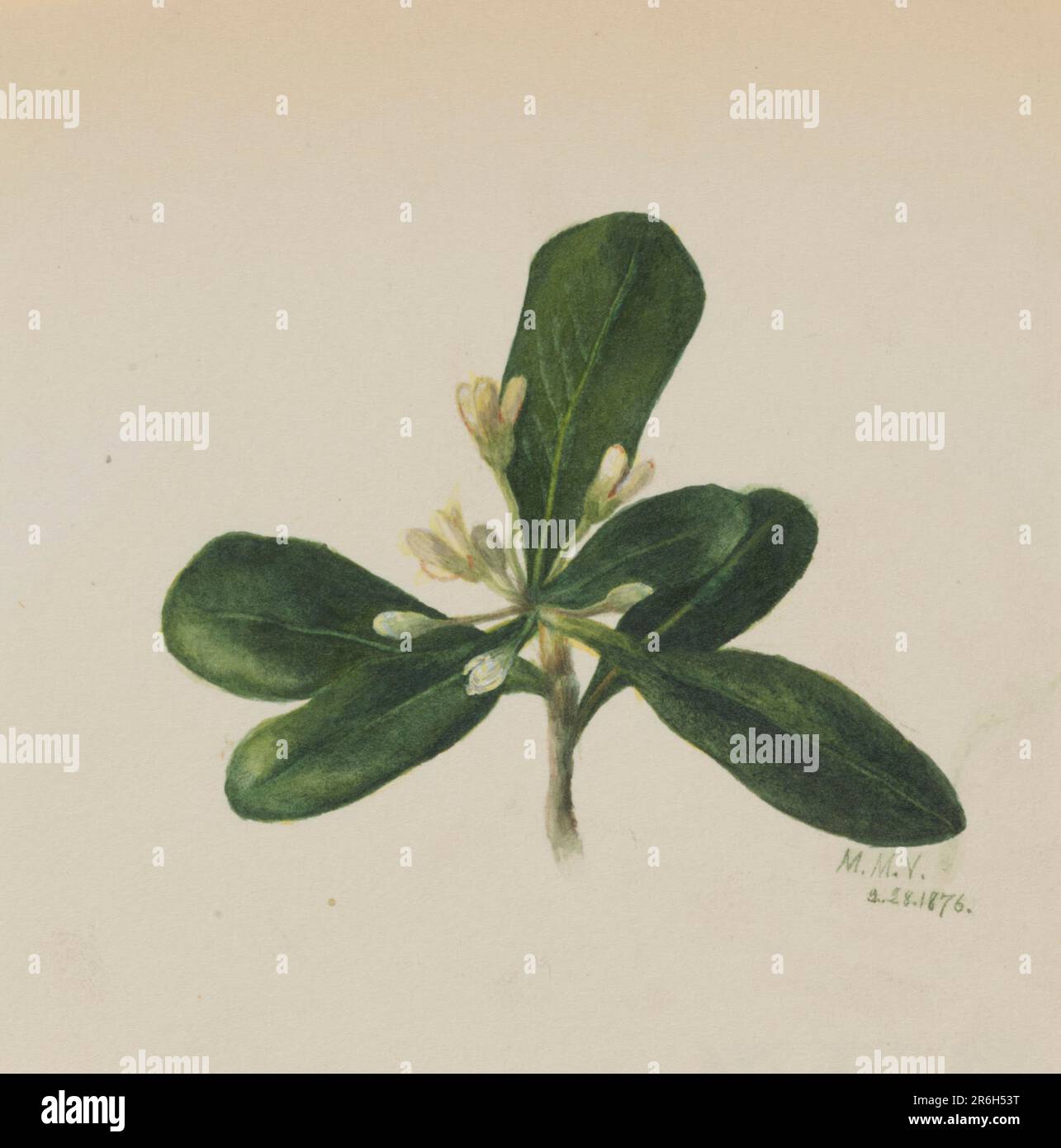 (Senza titolo--Studio sui fiori). Data: 1876. Acquerello su carta. Museo: Smithsonian American Art Museum. Foto Stock