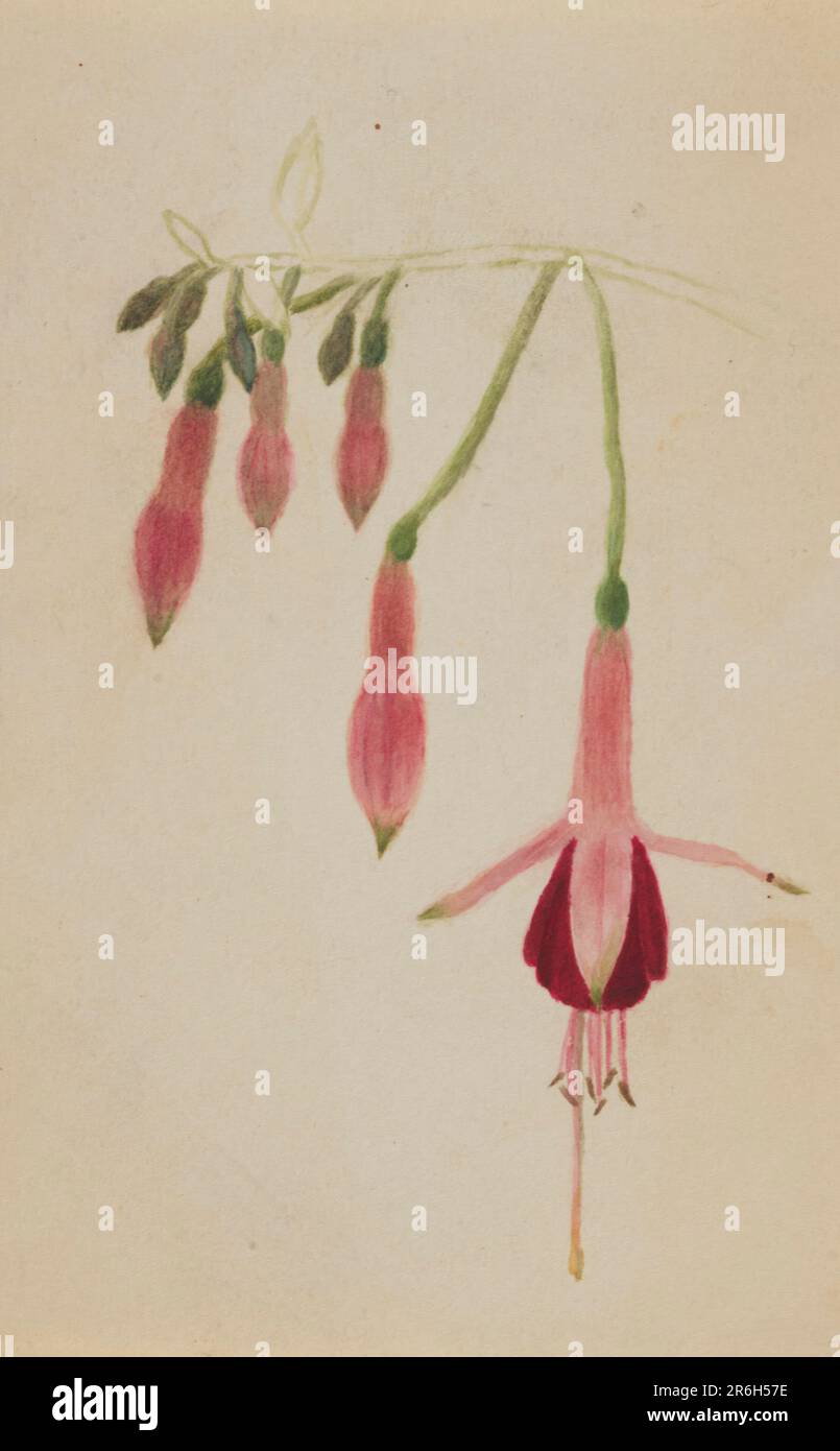 (Senza titolo--Studio sui fiori). Acquerello su carta. Data: CA. 1872-1874. Museo: Smithsonian American Art Museum. Foto Stock
