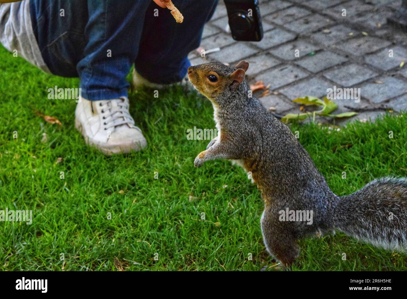 Vivi la magia delle interazioni uomo-animale nel parco mentre cani e scoiattoli si impegnano giocosamente con le persone. Momenti di gioia catturati in un vibrante Foto Stock