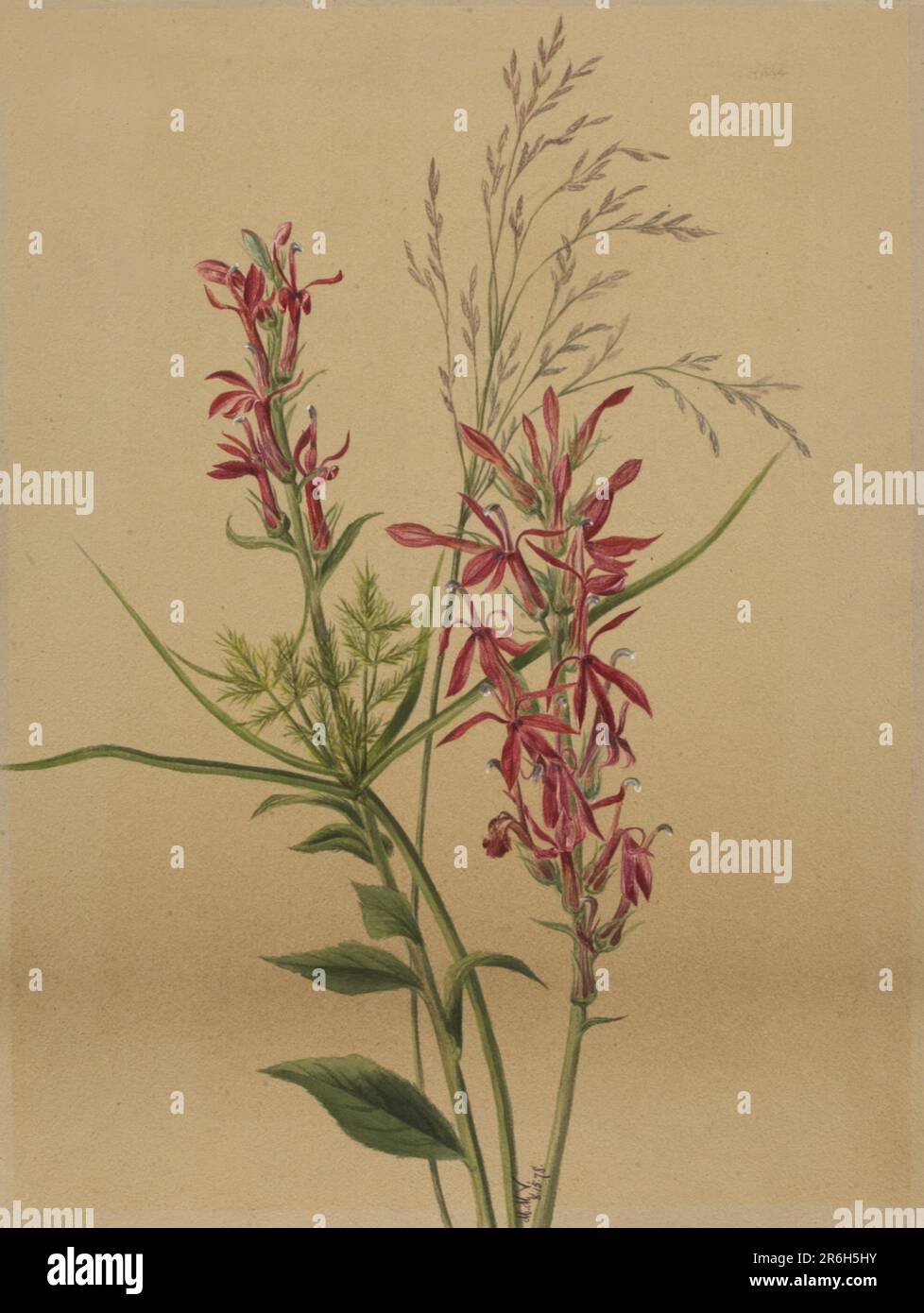 Fiore Cardinale (Lobelia cardinale). Data: 1878. Acquerello su carta. Museo: Smithsonian American Art Museum. Foto Stock