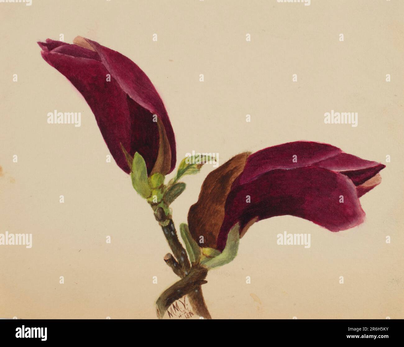 (Senza titolo--Studio sui fiori). Data: 1876. Acquerello su carta. Museo: Smithsonian American Art Museum. Foto Stock