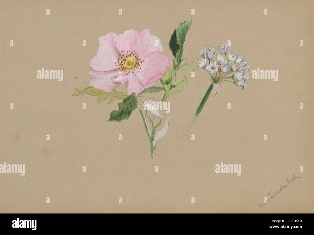 (Senza titolo--Studio sui fiori). Acquerello su carta. Data: CA. 1876-1878. Museo: Smithsonian American Art Museum. Foto Stock