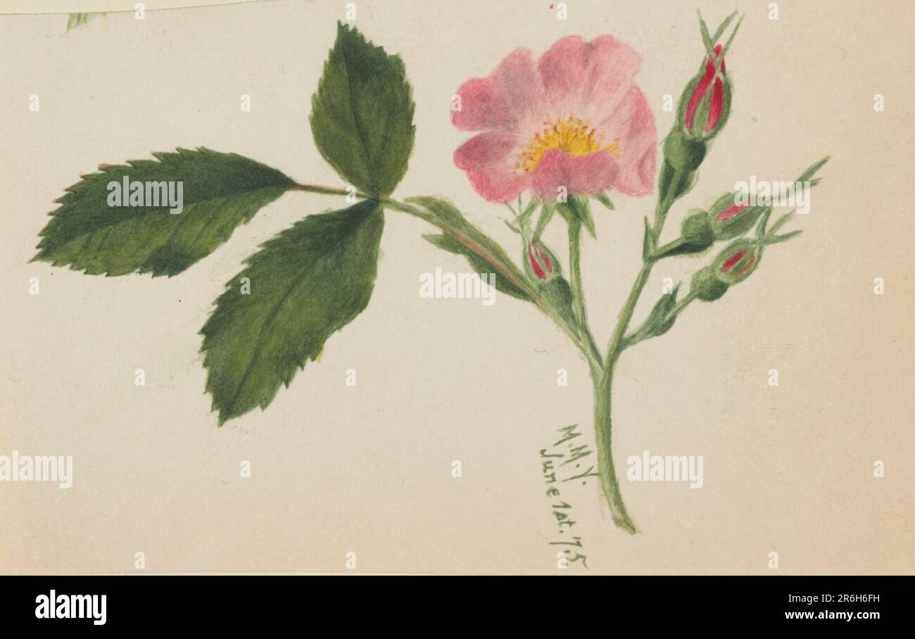 Rosa. Data: 1875. Acquerello su carta. Museo: Smithsonian American Art Museum. Foto Stock